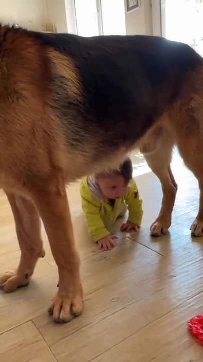 Funny cute German Shepherd😍😍😍😍😘😘😘😘😘😘😘😘folow me please