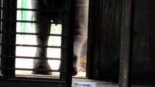 Mac the Indian Elephant Splashes the Water