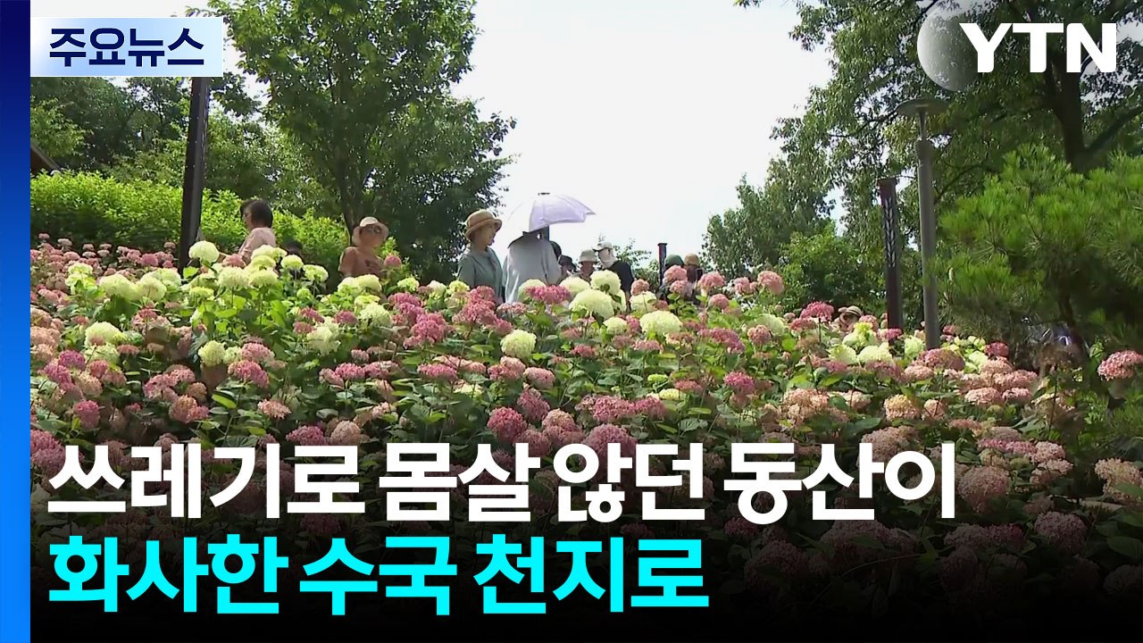 쓰레기로 몸살 않던 동산이 화사한 수국 천지로 / YTN