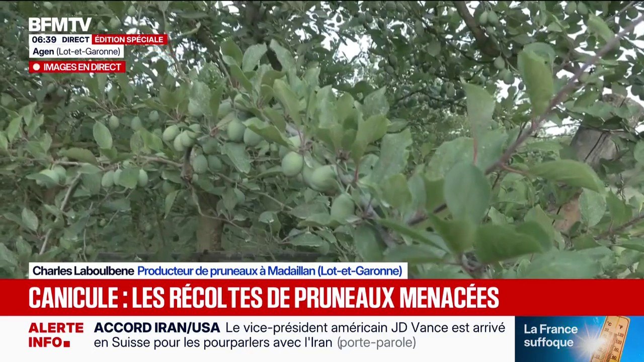 "On essaye de tout faire pour avoir une récolte au mois d'août": à Agen, les récoltes de pruneaux menacées à cause des fortes chaleurs