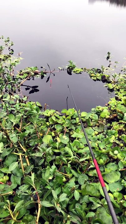 🐟 Epic Fishing in a Big Lake! 🎣 What Bait Helped Us Catch So Many Fish?