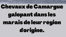 Camargue (cheval)