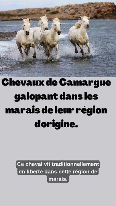 Camargue (cheval)