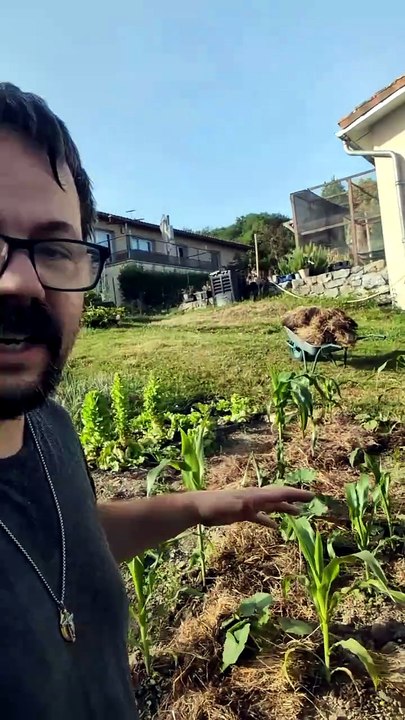 Préparation du terrain aux grosses chaleurs #potager #hardinage