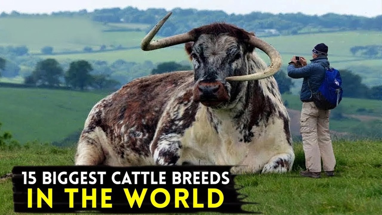 15 Biggest Cows in the World