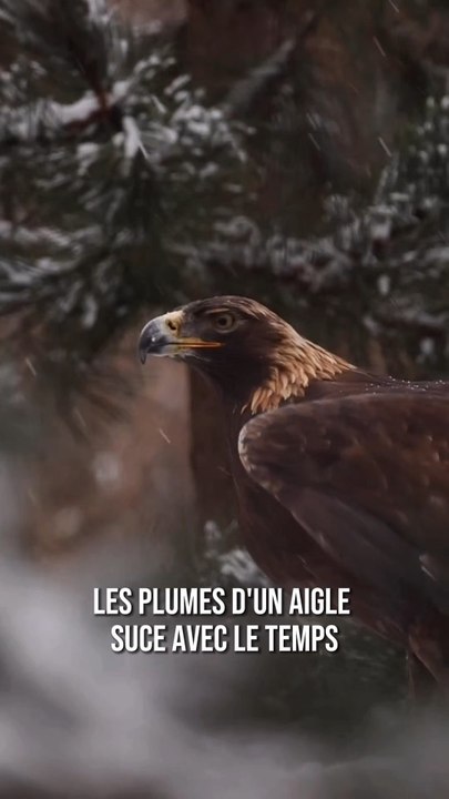 Le secret qui permet à l’aigle de continuer à voler 🦅