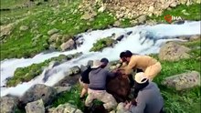 Kaçkarlar’da nefes kesen mücadele: Tarihi öküz göçü tamamlandı