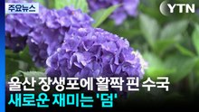 울산 장생포에 활짝 핀 수국...새로운 재미는 '덤' / YTN