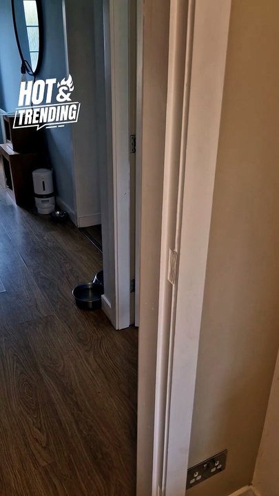 Dog's Piano Skills Leave Everyone in Awe with Howling Harmony