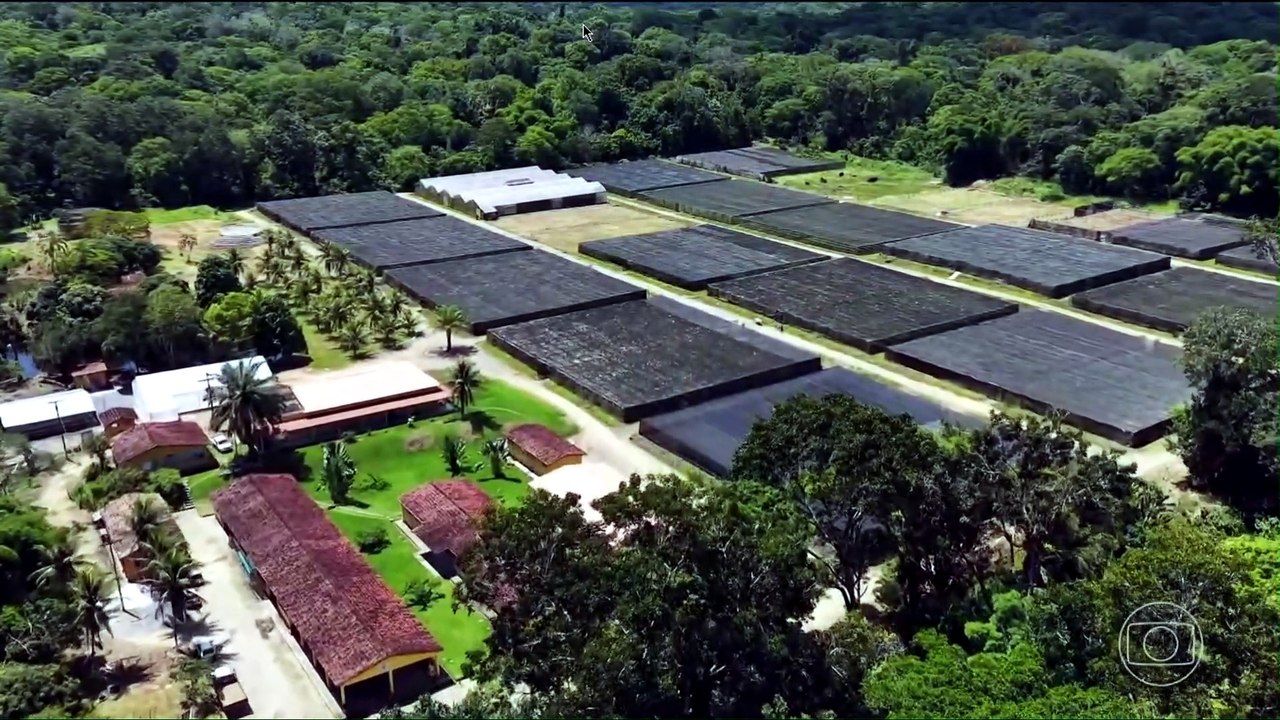 Globo Rural hoje (21/06): Conheça a biofábrica de cacau na Bahia e os impactos do clima nas safras brasileiras