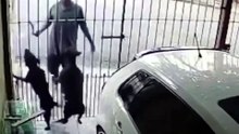 Un bon chien de garde