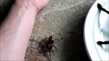 Ils nous montrent son araignée Goliath... monstre impressionnant