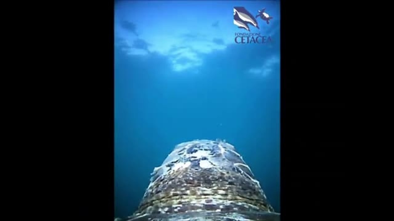 Il video della tartaruga marina ripresa dalla videocamera e seguita dal trasmettitore satellitare: le immagini