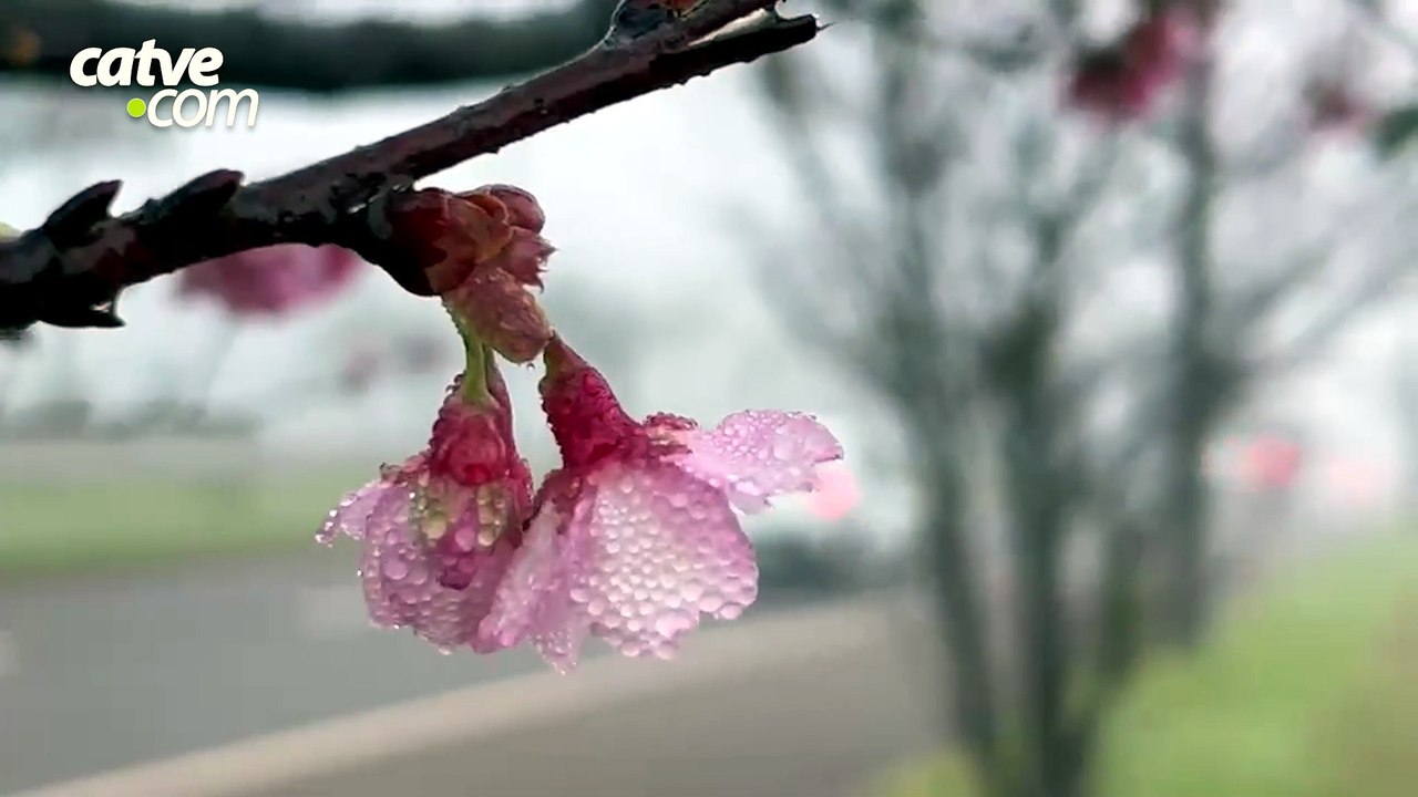 Inverno começa com neblina e manhã gelada em Ca...