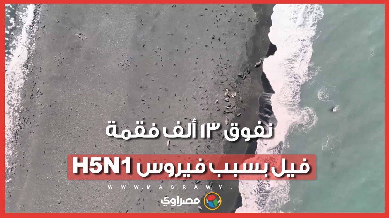 جثث تغطي الشواطئ إنفلونزا الطيور تقتل 13 ألف فقمة فيل وتهدد مستعمرات المحيط الهندي
