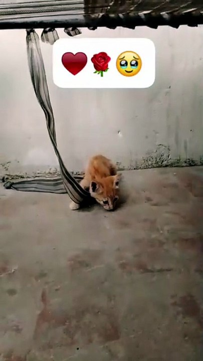 Tiny Kitten + Swing = Too Much Cuteness! 😻❤️
