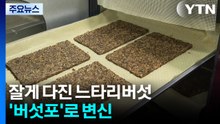 "고기 맛 버섯포"...버섯의 화려한 변신 / YTN