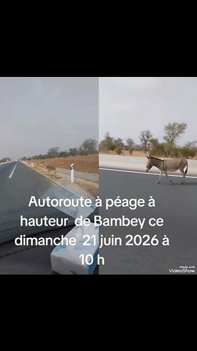 Des animaux en divagation sur l'autoroute Ila Touba : Le journaliste Samba Mangane alerte sur un danger réel