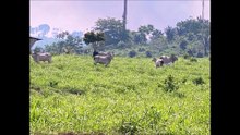 FAZENDA COM 2400 ALQUEIRÃO A VENDA CMC