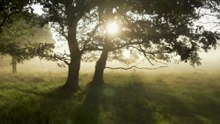 Trees may not store as much carbon as previously thought