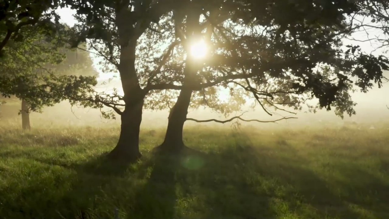 Trees may not store as much carbon as previously thought