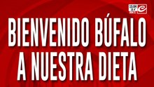 Bienvenido Búfalo a nuestra dieta: se suma al guánaco y al burro