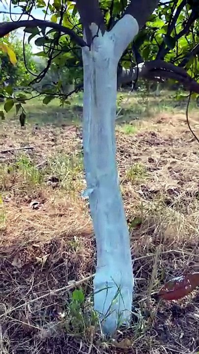 Why are fruit trees whitewashed?