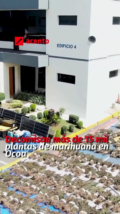 Decomisan más de 15 mil plantas de marihuana en Ocoa