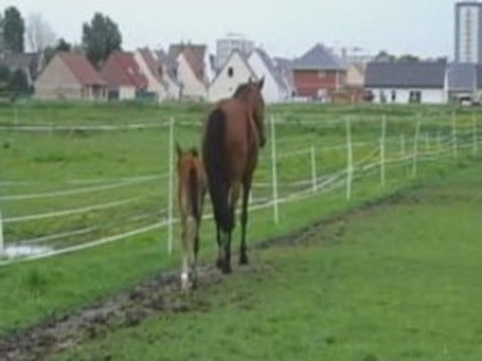 Ulys des dunes