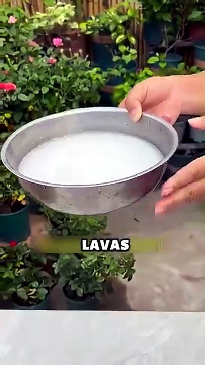 Haz este fertilizante gratis y repele insectos 🚀✨