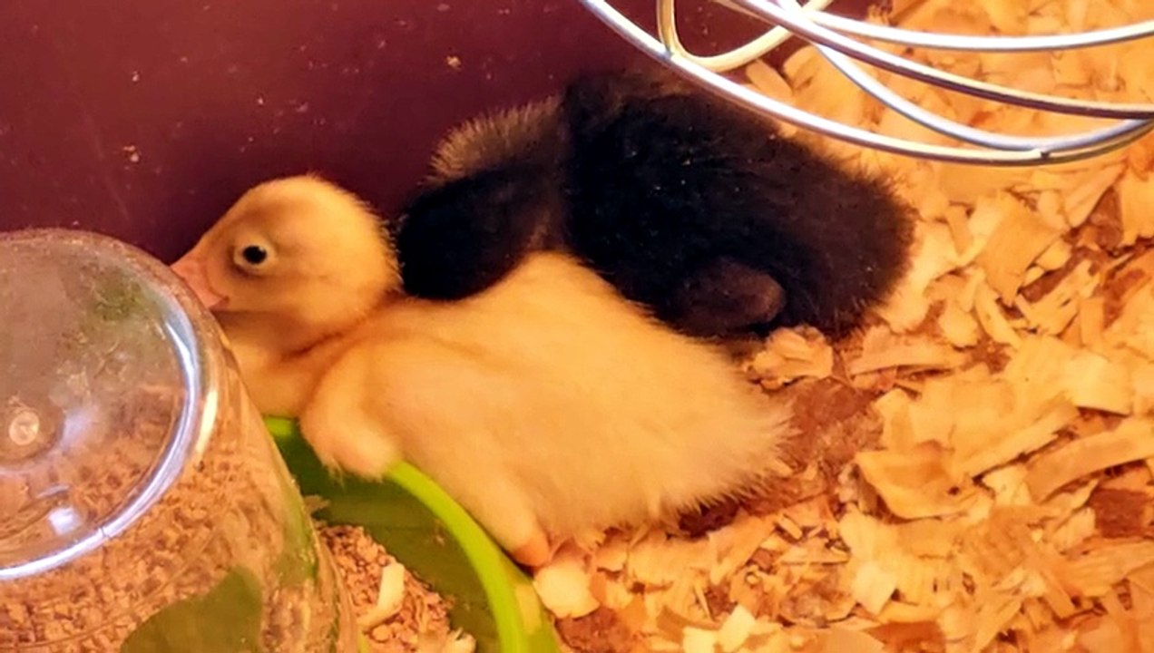 DVD realizes he's being used as a pillow. | #SparklegleamFarm #MaryTylerMolt #DickVanDuck #MTM #DVD #homestead #duck #farmanimals #soft #cute