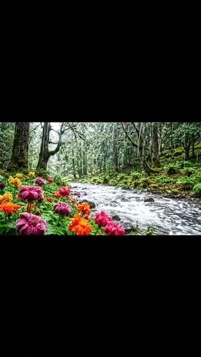 Sleep Instantly with Forest Rain & Flowing River Sounds 🌧️🌲 | Deep Relaxation for Better Sleep #rain #relax #deepsleep #trending #viral