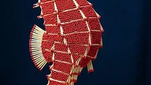 Seahorse