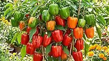 😱 1 Plant = 50+ Bell Peppers 🔥 Unbelievable Harvest! #Shorts