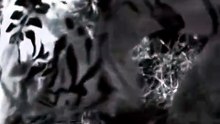 Majestic Striped Tiger Peacefully Drinking Water Close Up Riverbank Safari Encounter