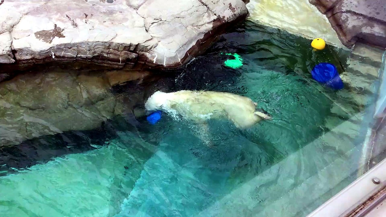 Yume the Polar Bear Enjoys Playing