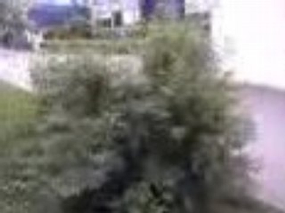 Ben et le buisson