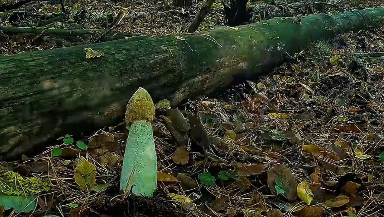 You learn so much from this survival shelter | you can't skip any movement