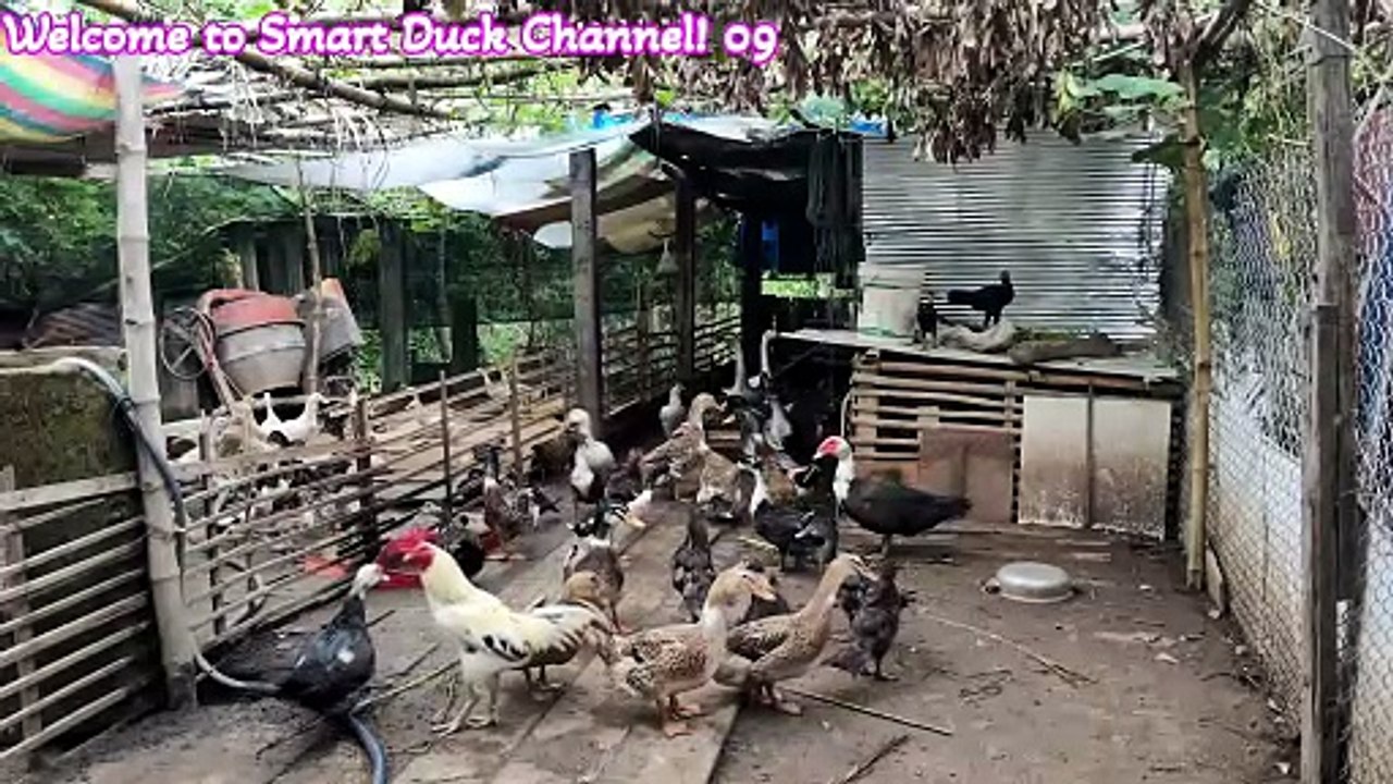 Watch a lively flock of ducks foraging for food.🦆 Welcome to Smart Duck Channel! 09