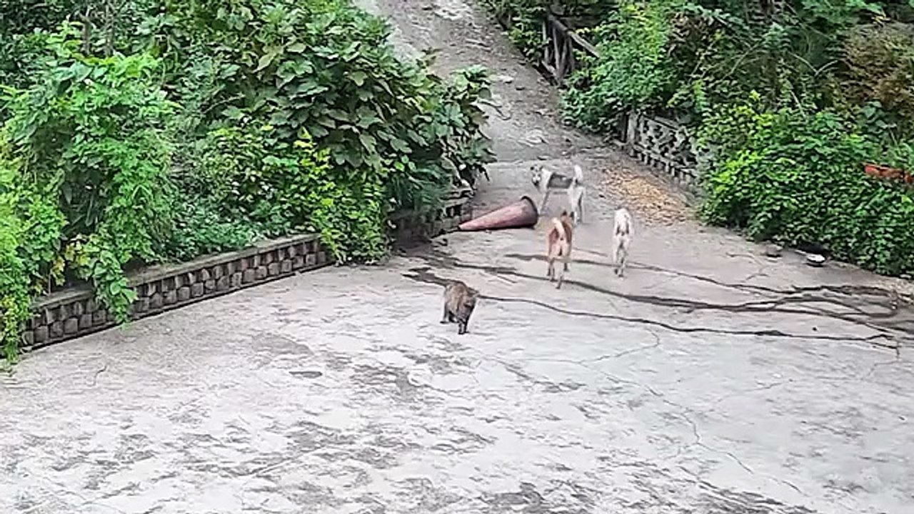 Quand les chats et les chiens se protègent les uns les autres (When Cats and Dogs Protect Each Other)