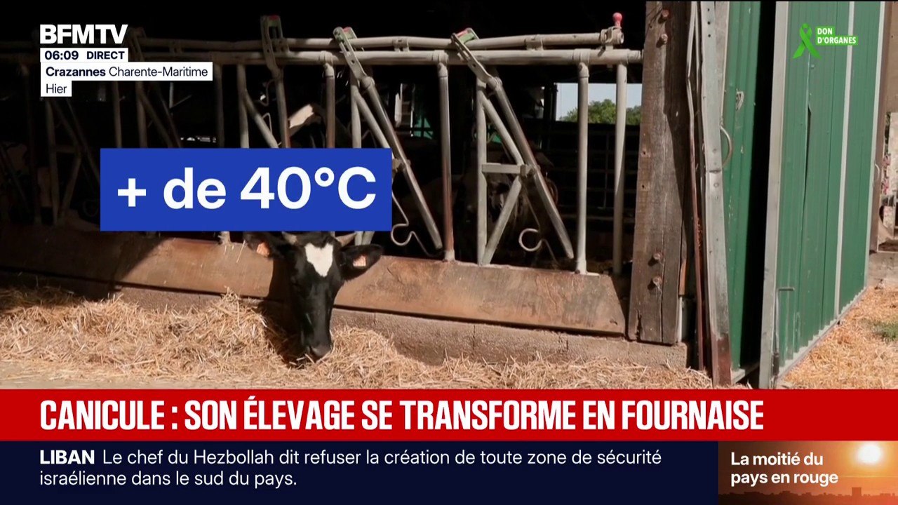 Comment la canicule affecte les animaux dans les élevages
