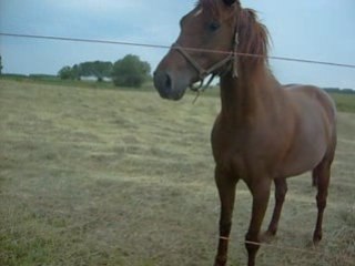 choupette qui se cabre