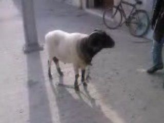 Champion du kram et tunisie