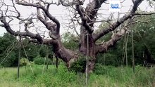Robin-Hood-Legende: 1.200 Jahre alte Eiche im Sherwood Forest für tot erklärt