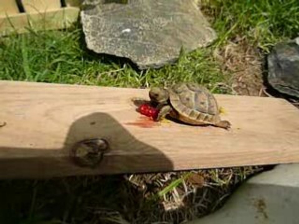 j'aime les framboises