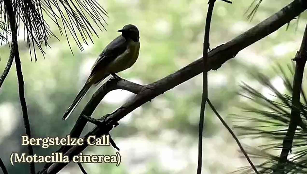 Grey Wagtail Call | Grey Wagtail Sound | Gray Wagtail Song | Grey Wagtail Vocals