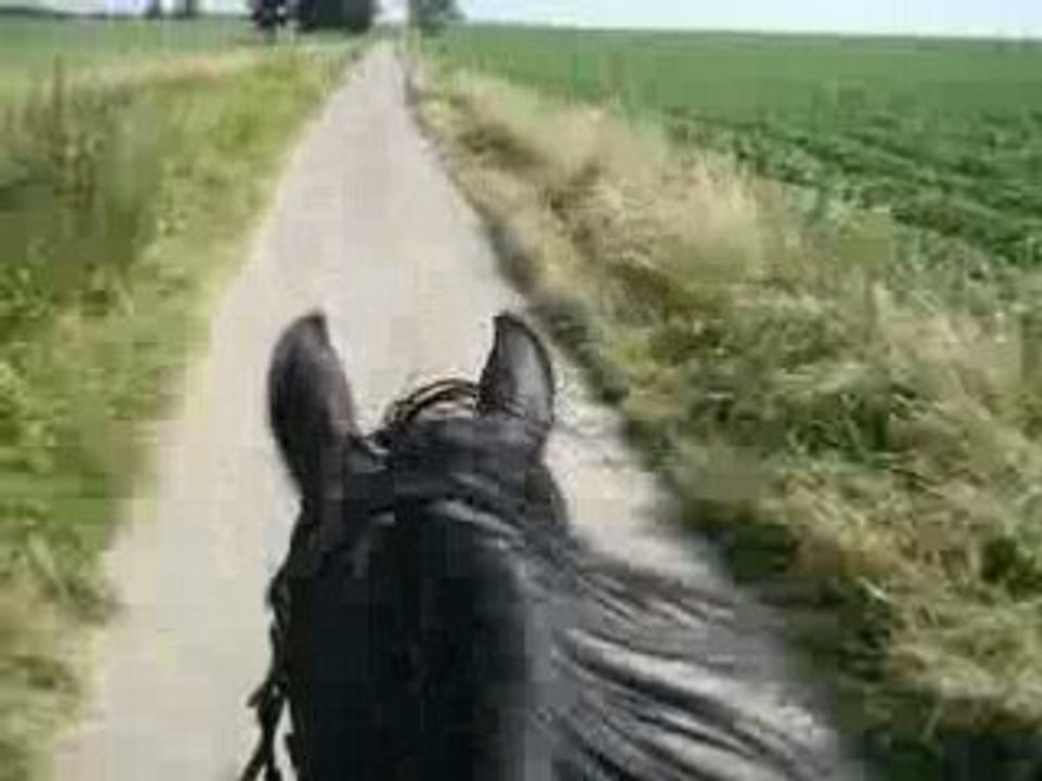 Grand trot avec Blacky mon trotteur