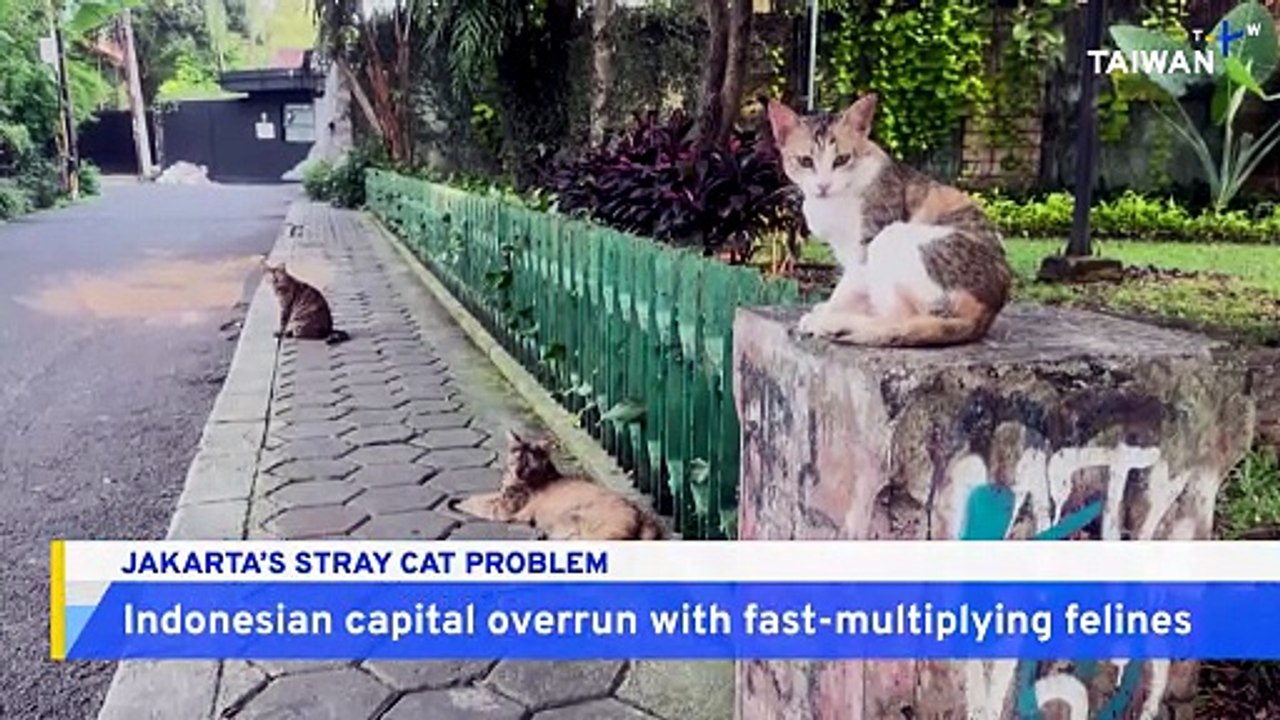 Jakarta Seeks To Pounce on Stray Cat Problem