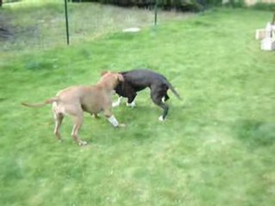 amstaff bibule et rafia