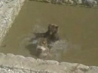 Bagarre d'ours à JuraParc